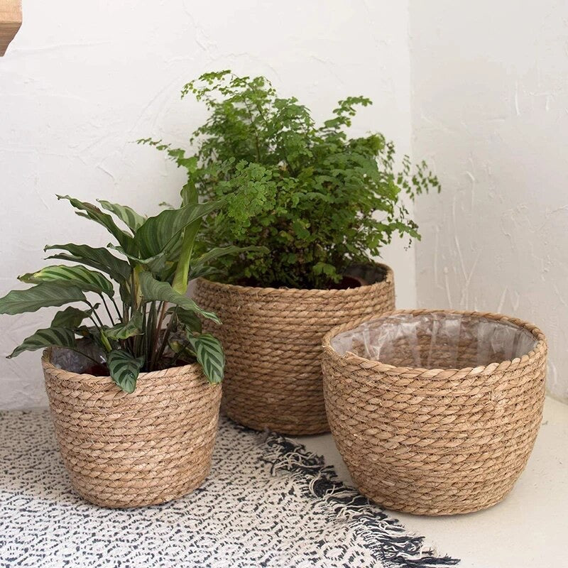 Grass Indoor Pots